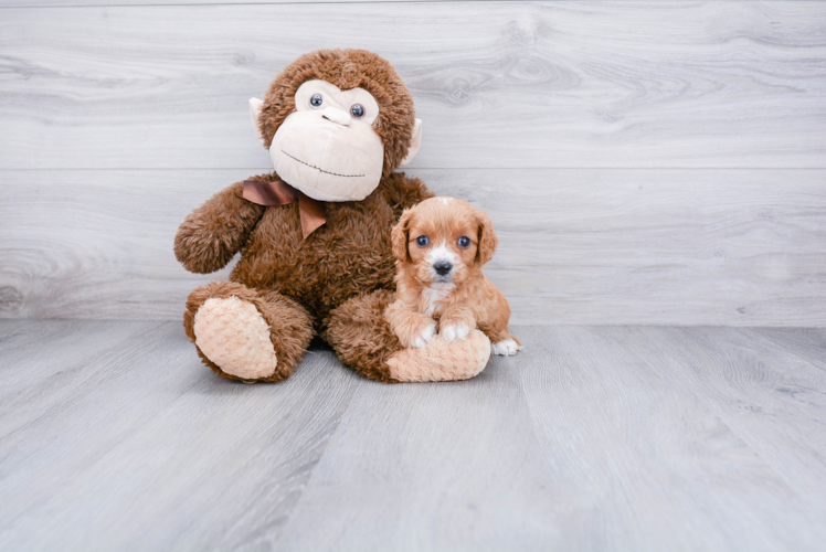 Sweet Cavapoo Baby