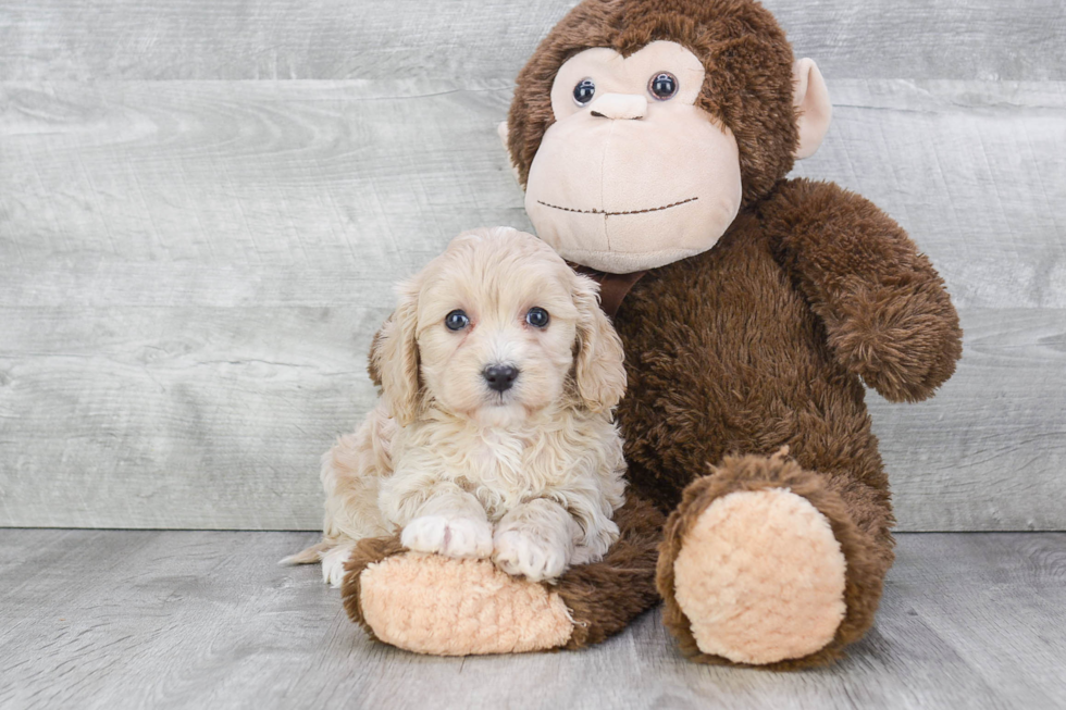 Cavapoo Puppy for Adoption