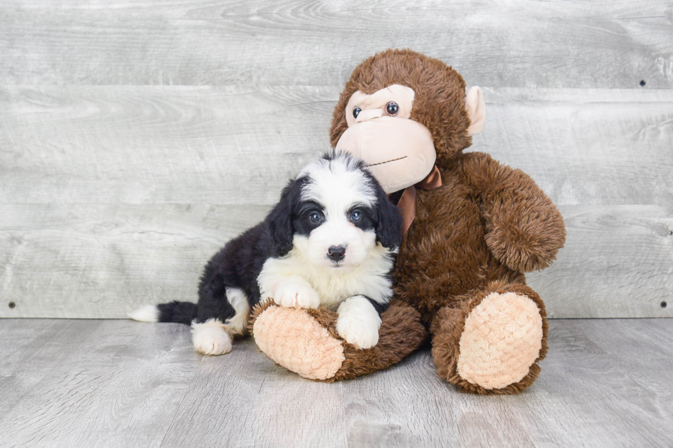 Mini Bernedoodle Puppy for Adoption