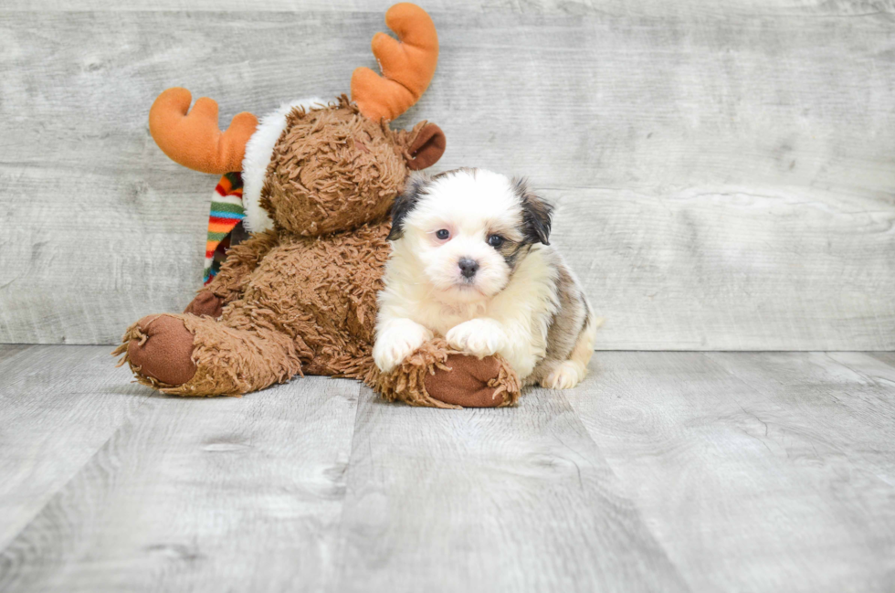 Popular Teddy Bear Designer Pup