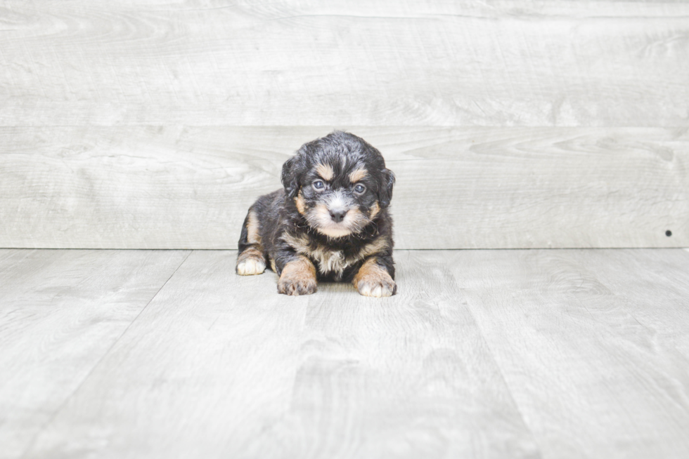 Mini Bernedoodle Puppy for Adoption