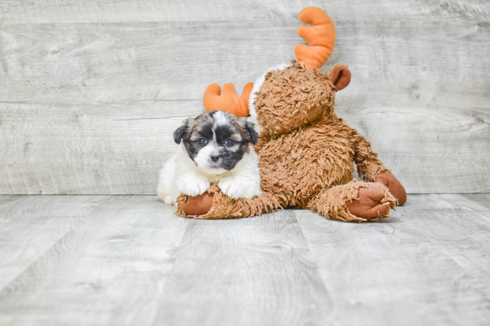 Teddy Bear Pup Being Cute