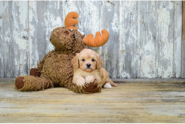 Sweet Cavapoo Baby