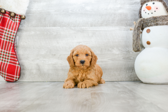 Best Mini Goldendoodle Baby