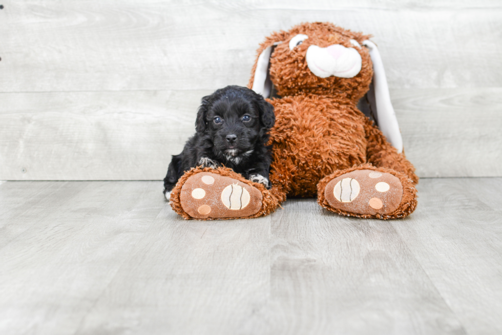 Havanese Pup Being Cute