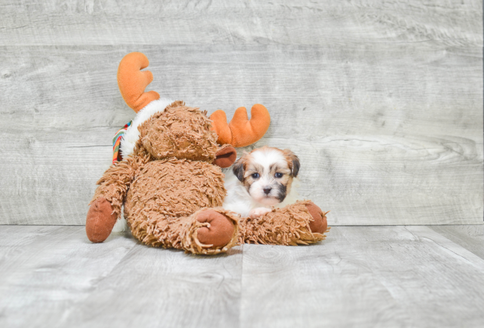 Teddy Bear Pup Being Cute