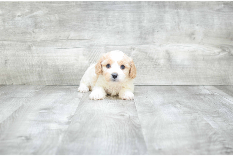 Small Cavachon Baby