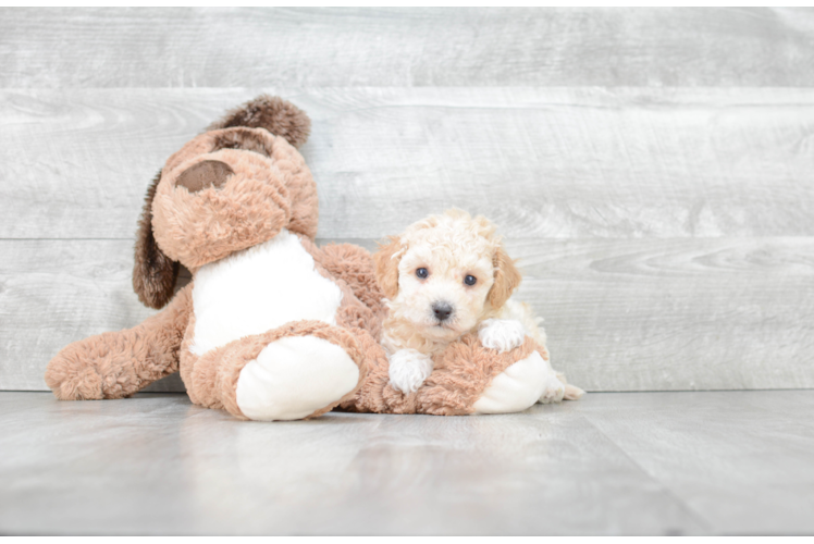 Small Maltipoo Baby