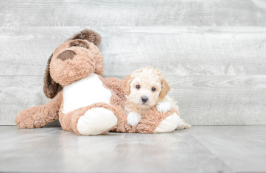 Small Maltipoo Baby