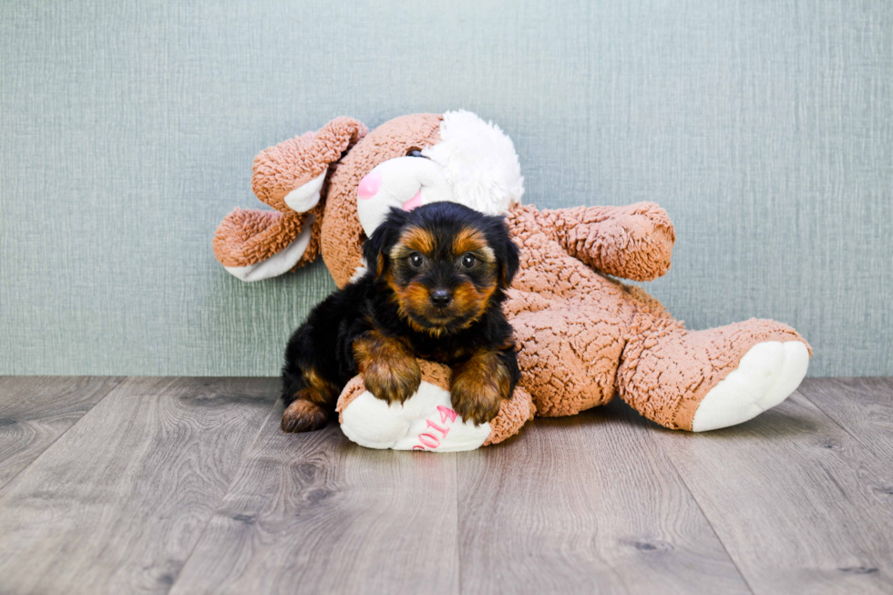 Meet Snickers - our Yorkshire Terrier Puppy Photo 