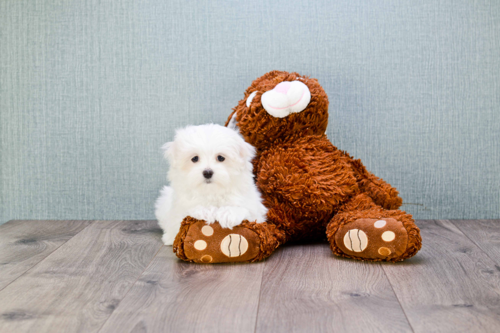 Maltese Pup Being Cute