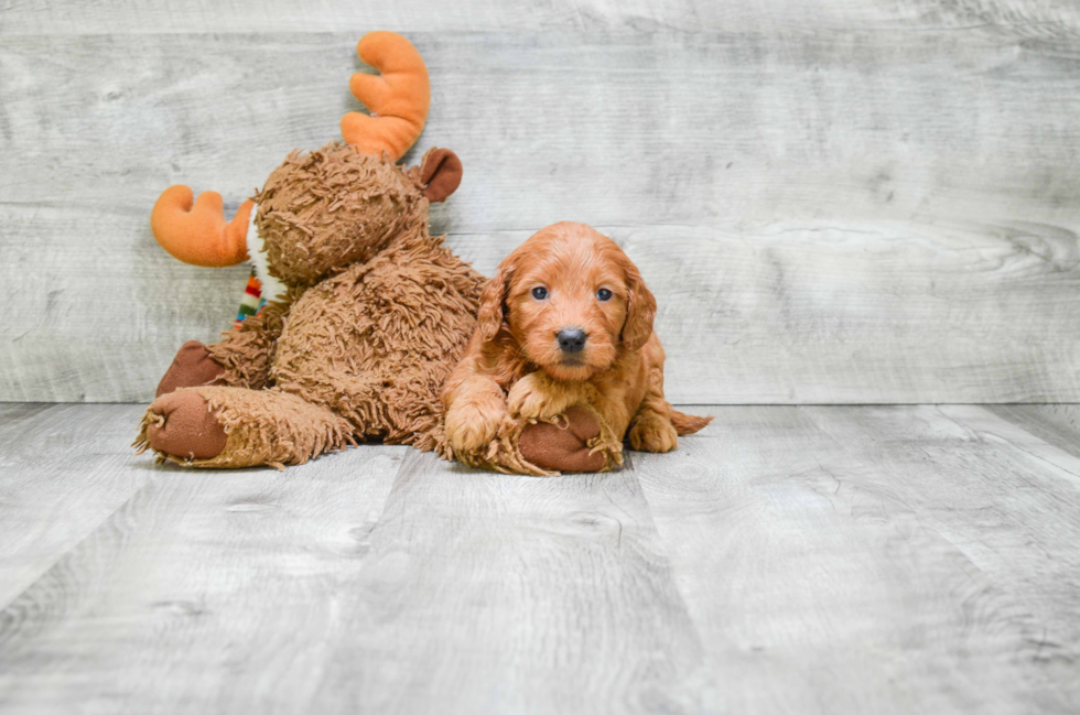 Smart Mini Goldendoodle Poodle Mix Pup