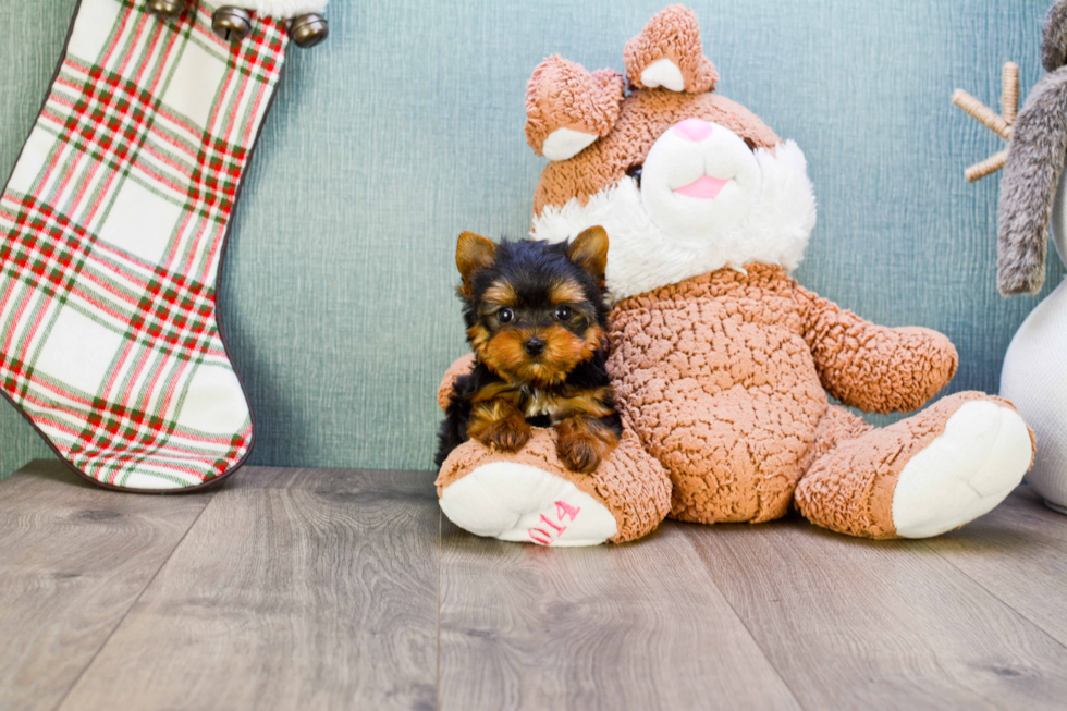 Meet Miss Perfection - our Yorkshire Terrier Puppy Photo 