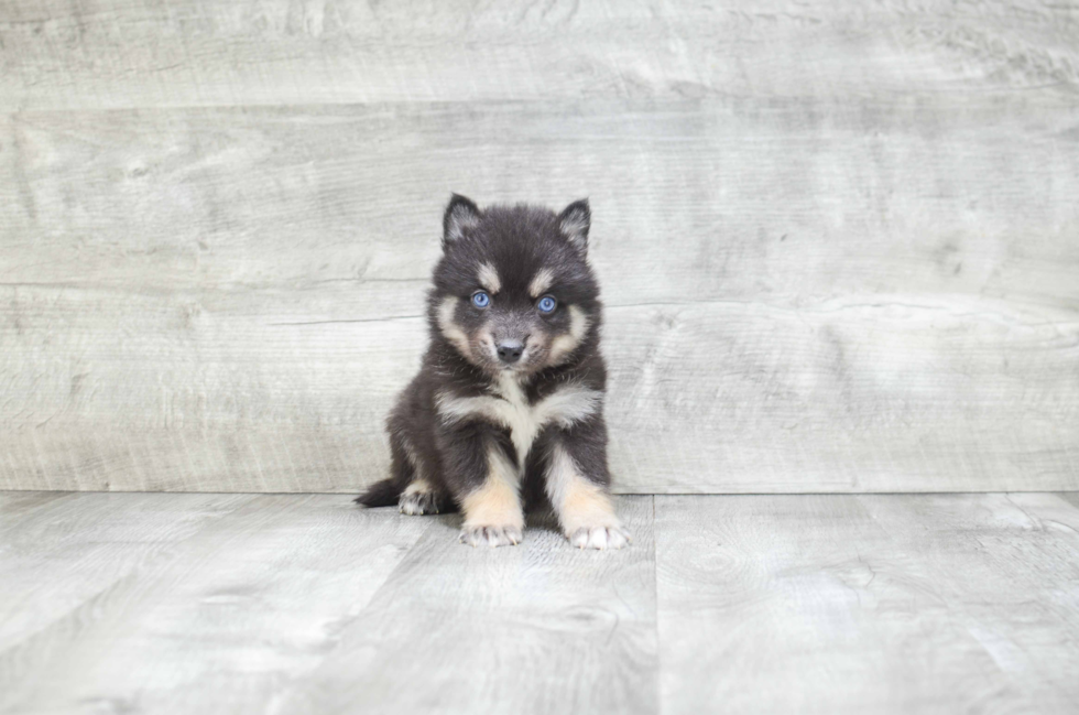 Energetic Mini Husky Designer Puppy