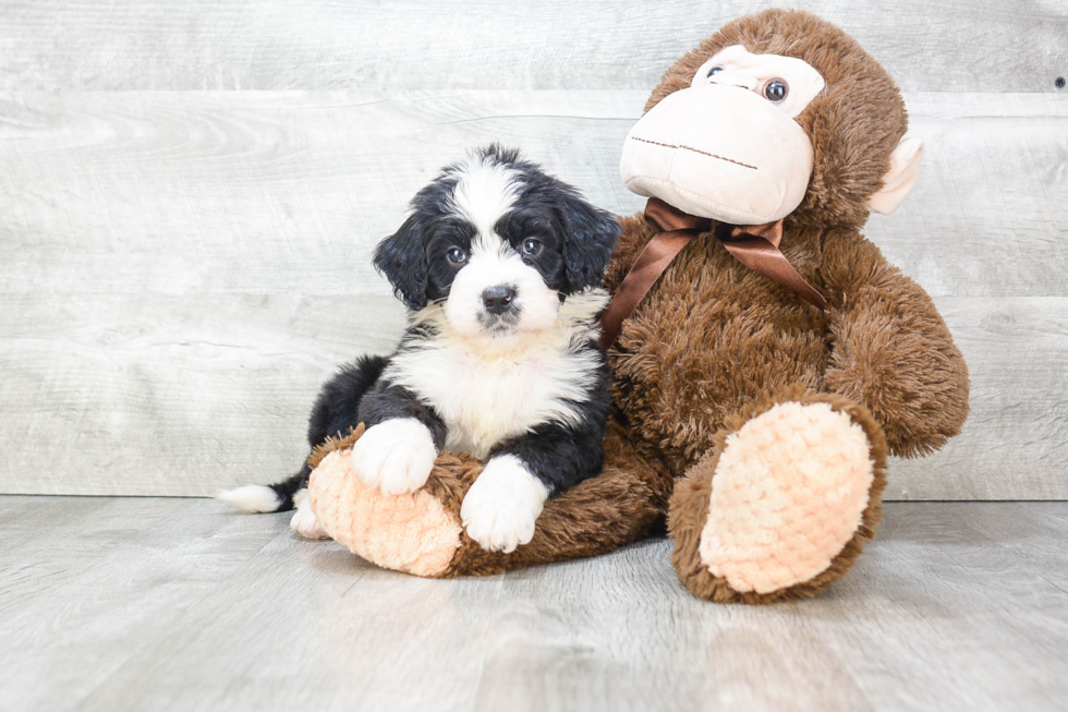 Hypoallergenic Mini Berniedoodle Poodle Mix Puppy