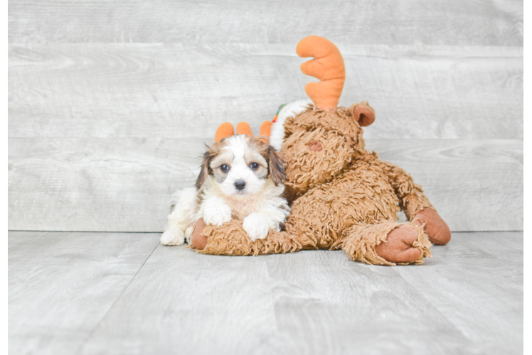 Adorable Cavalier Designer Puppy