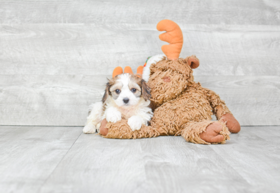 Adorable Cavalier Designer Puppy