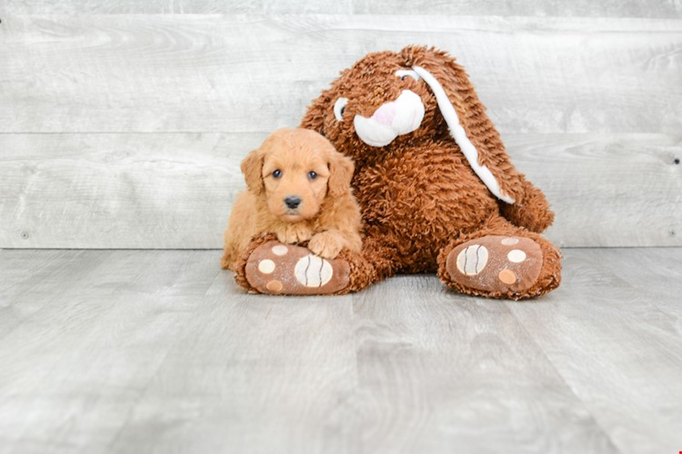 Best Mini Goldendoodle Baby