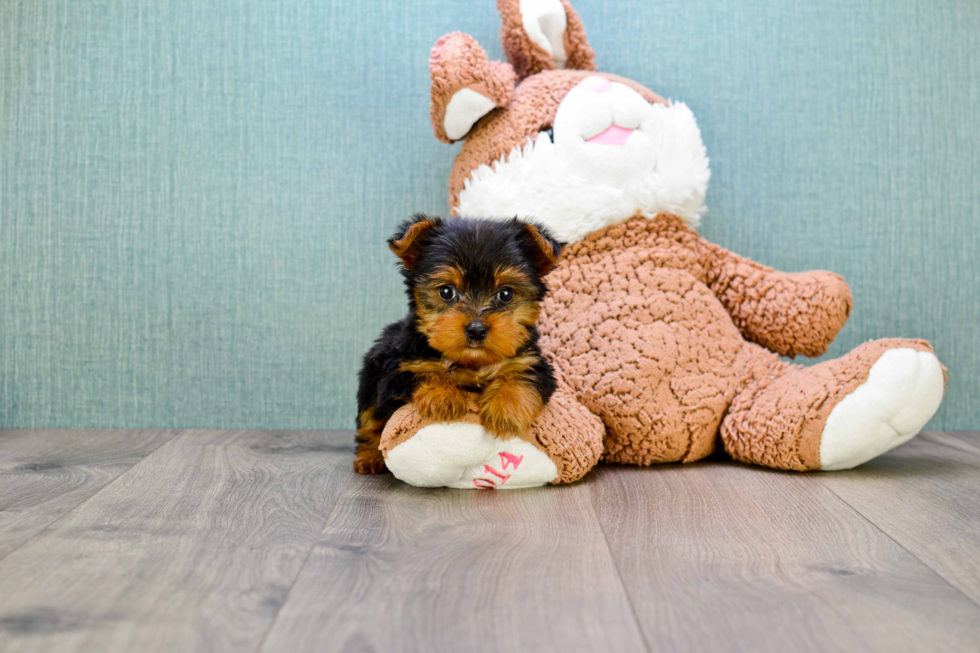 Meet Rascal - our Yorkshire Terrier Puppy Photo 