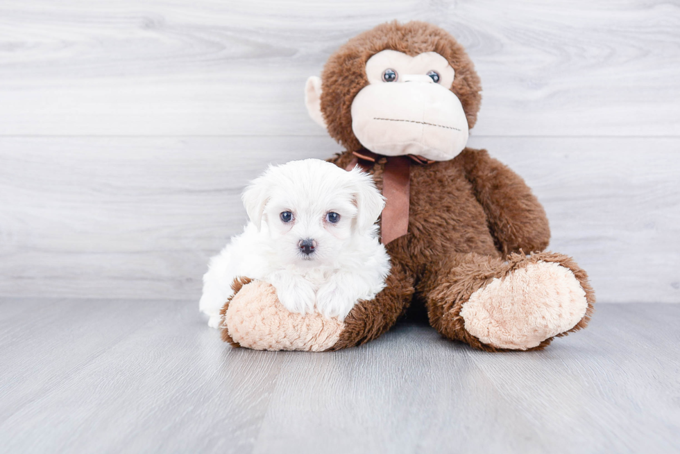 Playful Maltepoo Poodle Mix Puppy