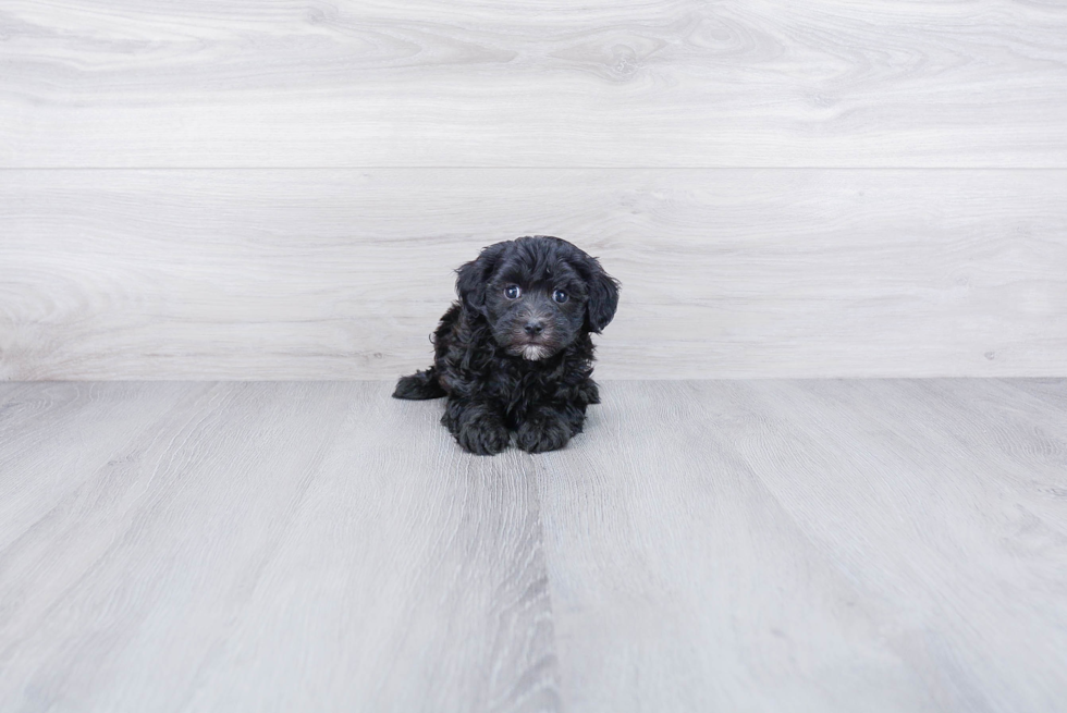 Happy Havanese Purebred Puppy