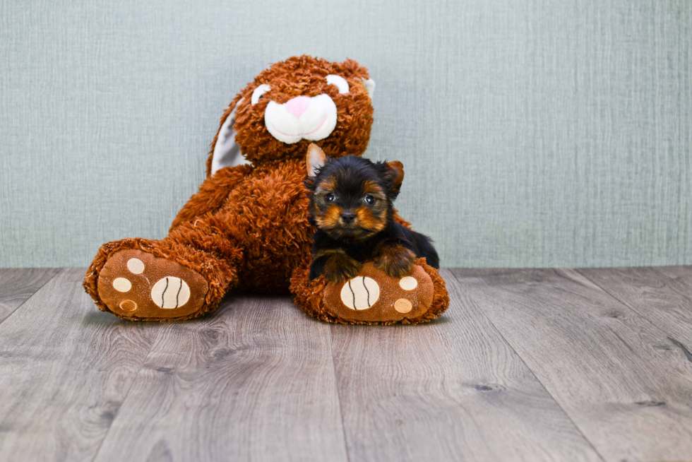 Meet Nugget - our Yorkshire Terrier Puppy Photo 