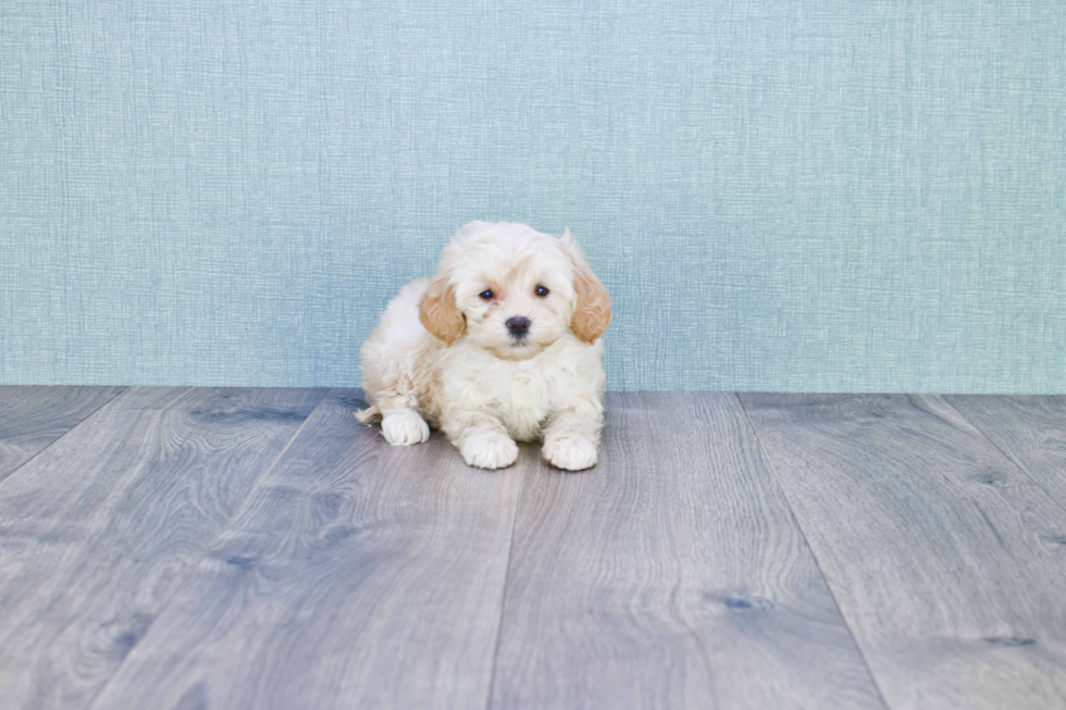 Energetic Golden Retriever Poodle Mix Puppy