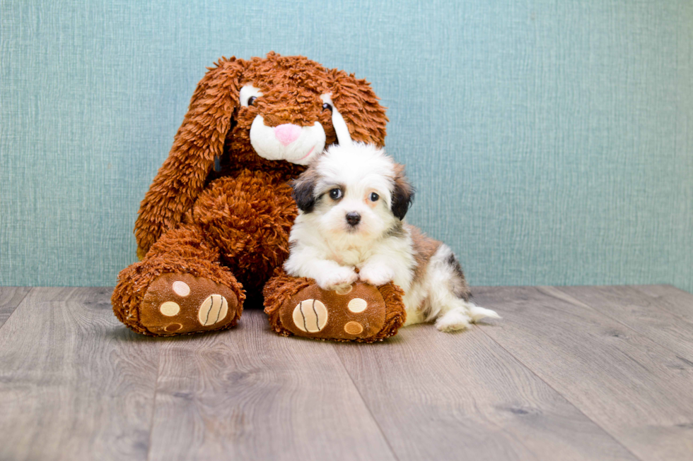 Sweet Havanese Purebred Puppy