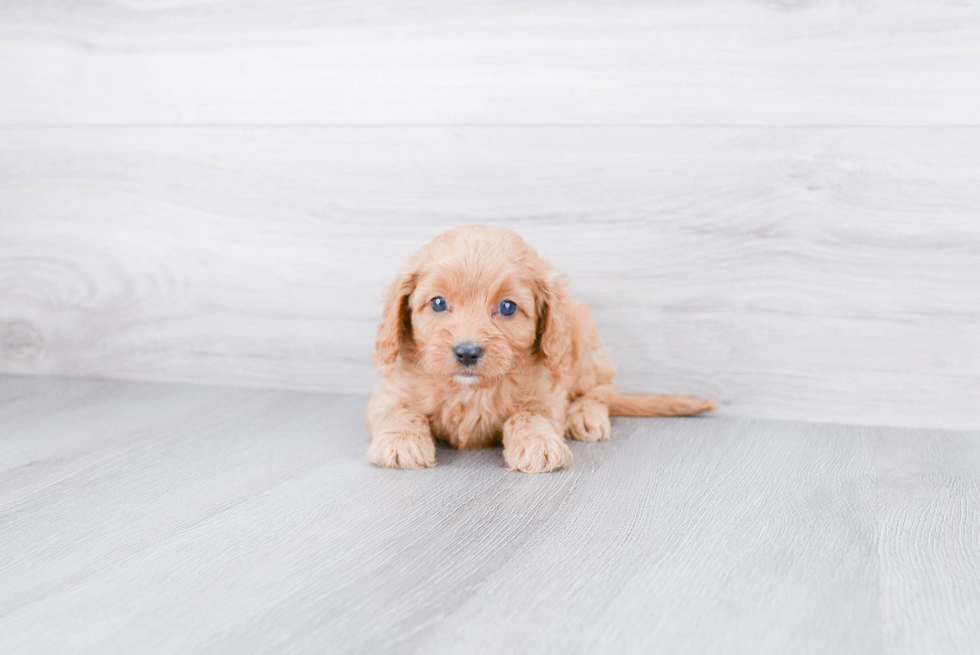 Cavapoo Puppy for Adoption