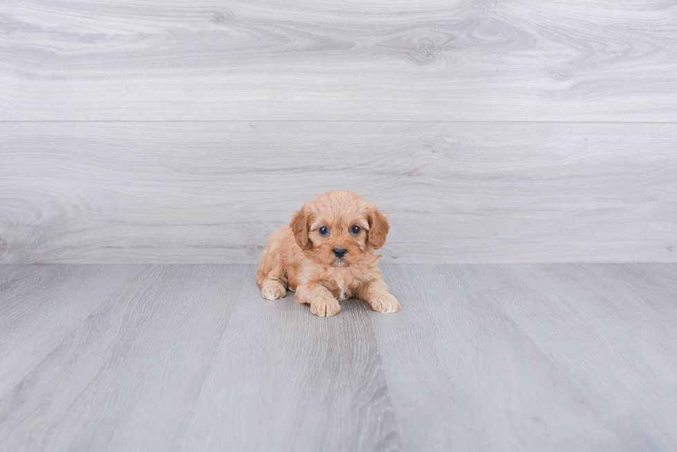 Cute Cavapoo Baby