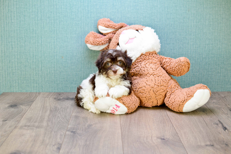 Meet Germaine - our Havanese Puppy Photo 