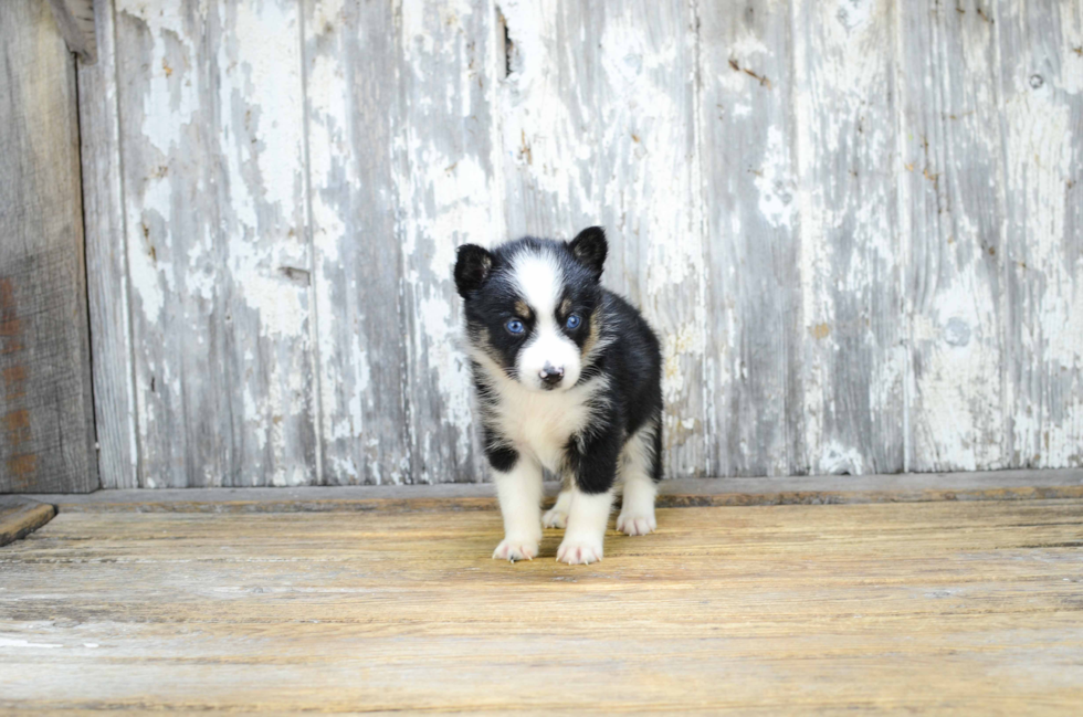 Best Pomsky Baby