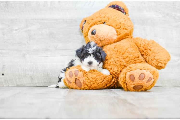 Friendly Havanese Baby