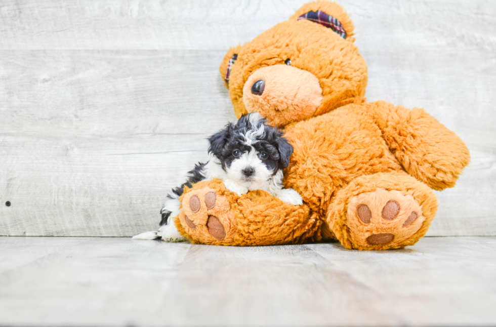 Friendly Havanese Baby