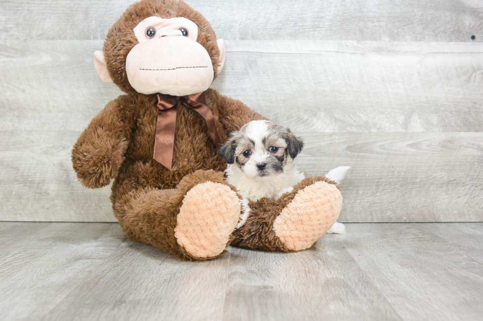 Teddy Bear Pup Being Cute