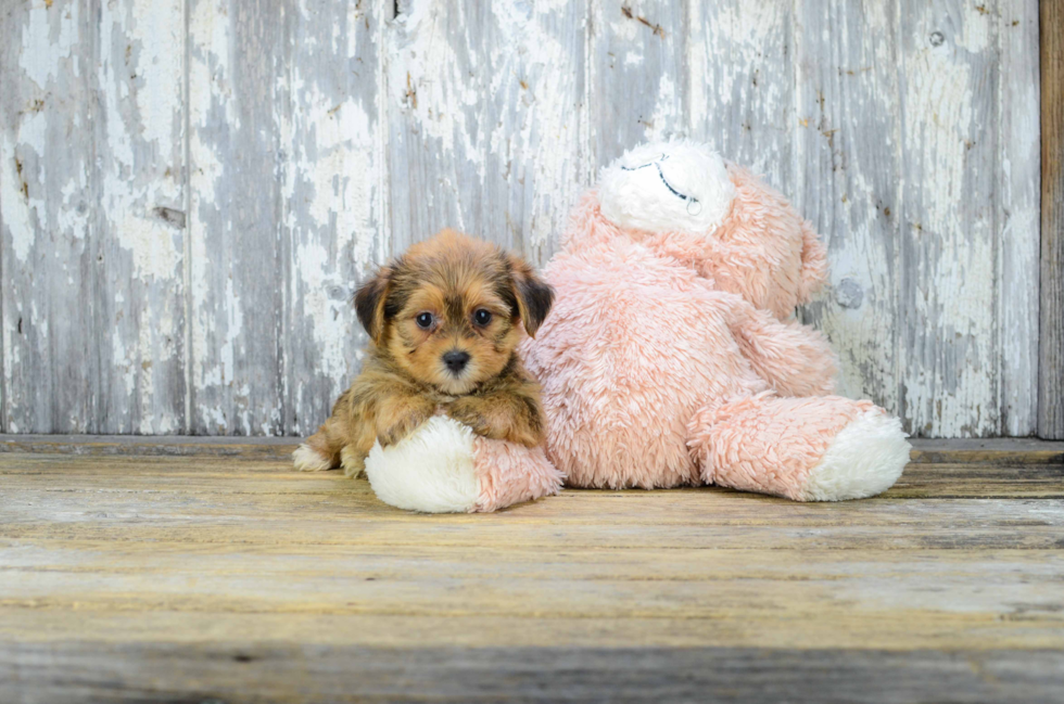 Cute Shorkie Baby