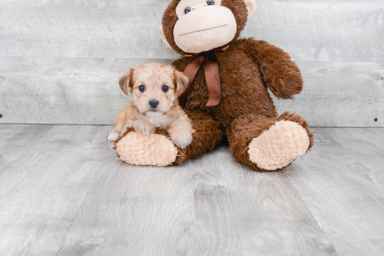 Morkie Pup Being Cute