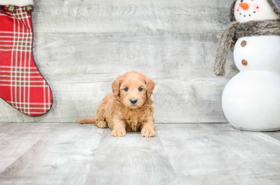 Mini Goldendoodle Puppy for Adoption