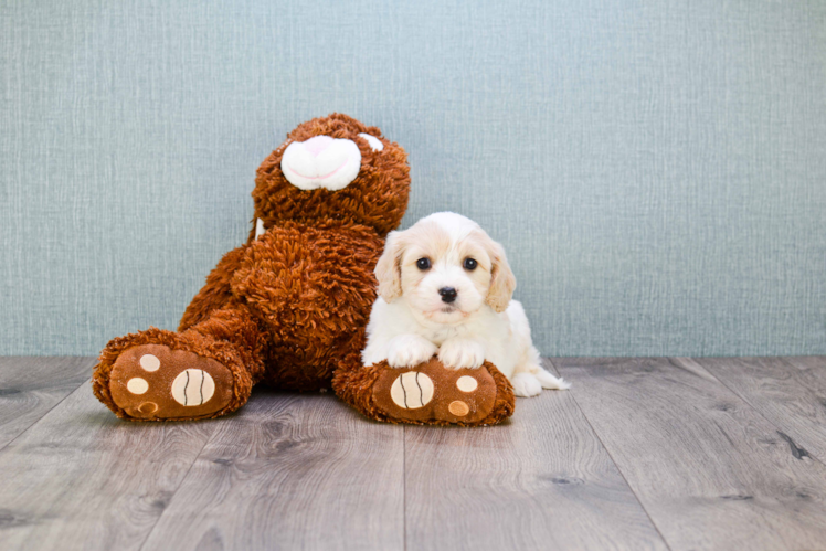 Best Cavachon Baby