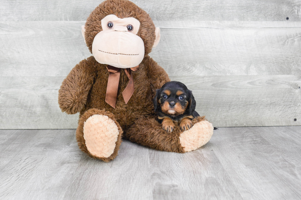 Playful Cavalier King Charles Spaniel Baby