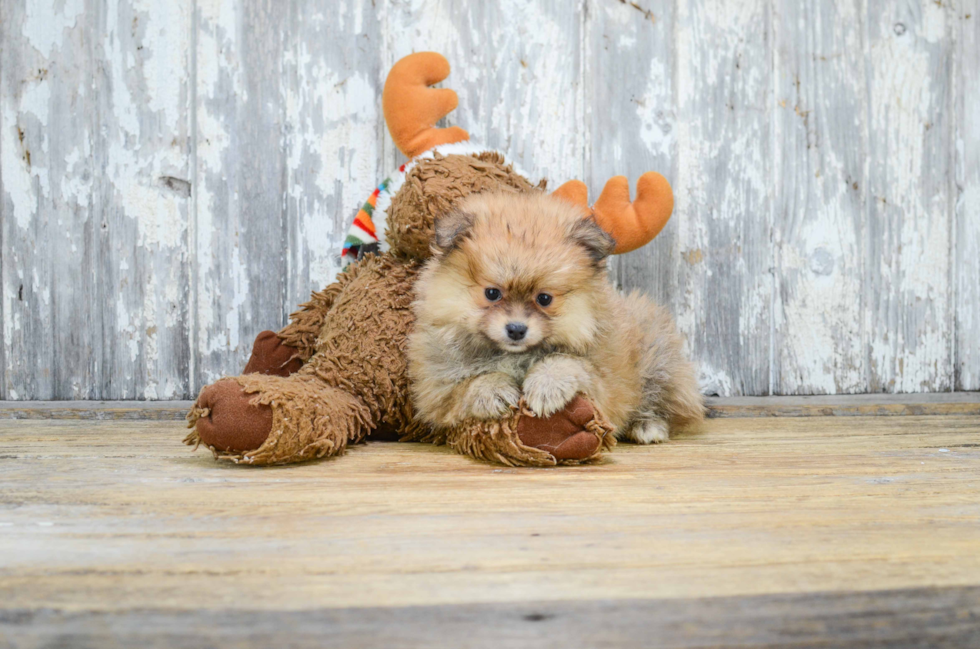 Pomeranian Pup Being Cute