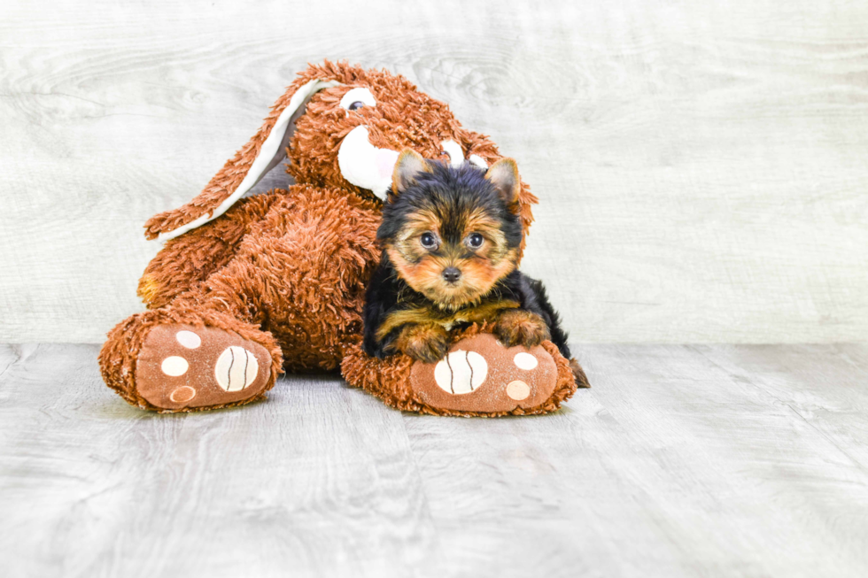 Meet Beckham - our Yorkshire Terrier Puppy Photo 