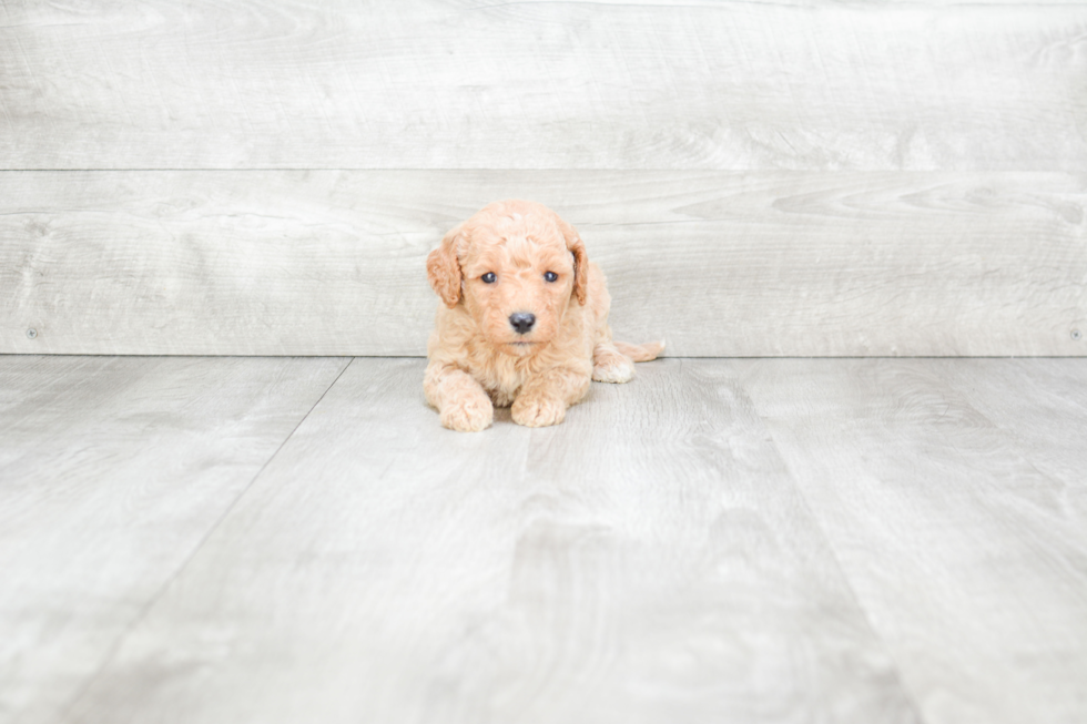 Happy Mini Goldendoodle Baby