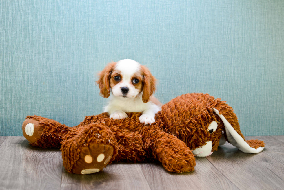 Best Cavalier King Charles Spaniel Baby