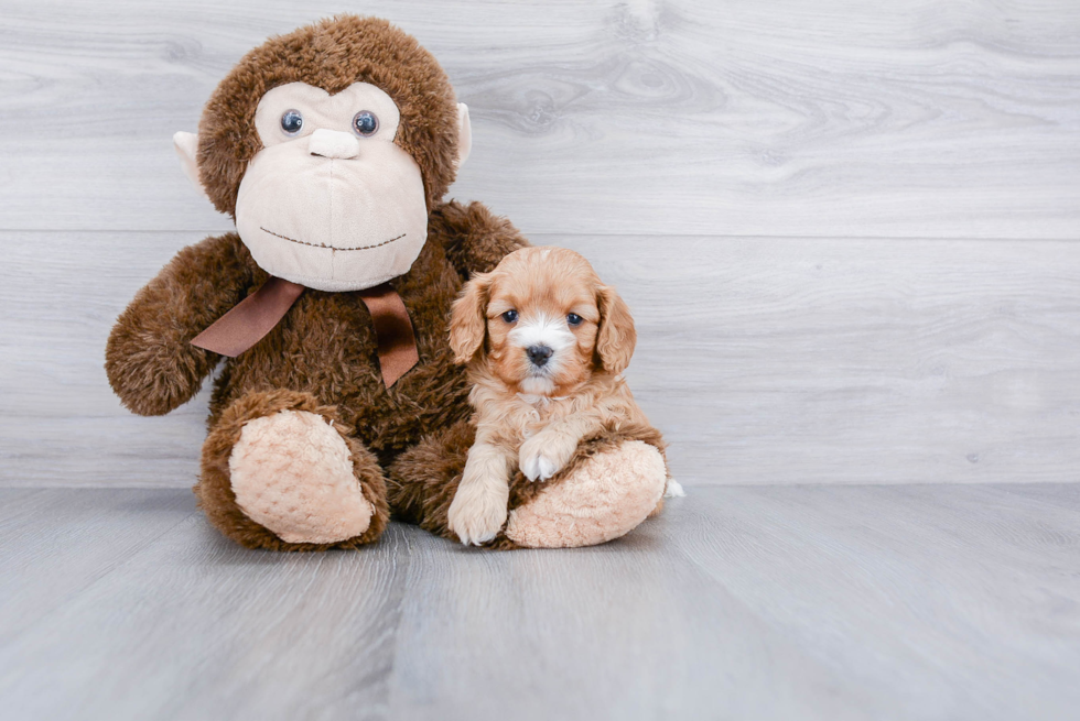 Cavapoo Pup Being Cute