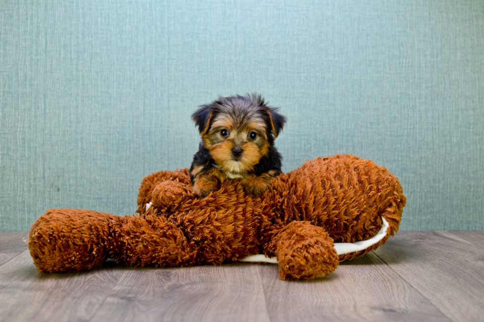 Popular Morkie Designer Pup