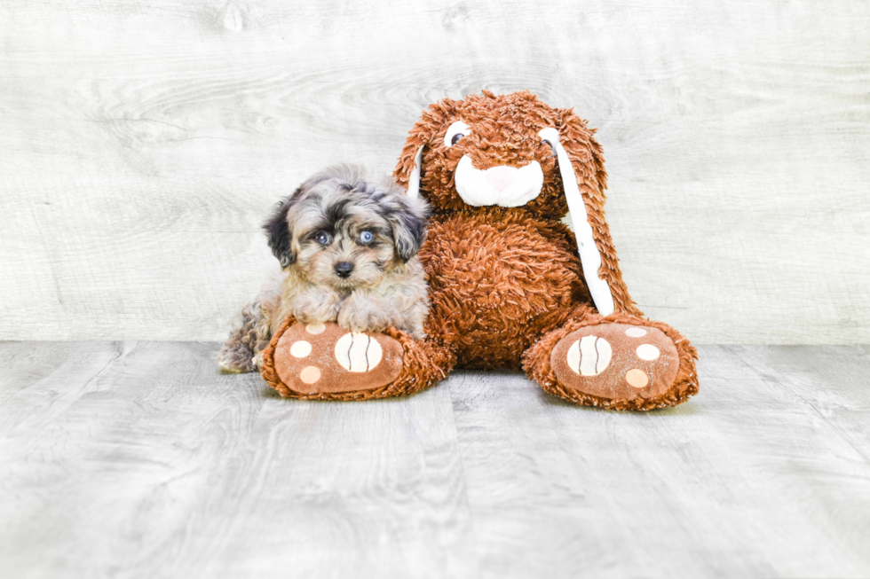 Popular Mini Aussiedoodle Poodle Mix Pup