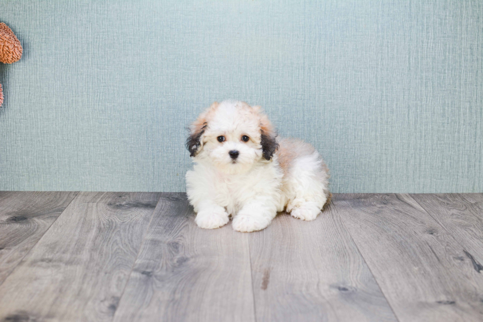 Little Havanese Purebred Pup