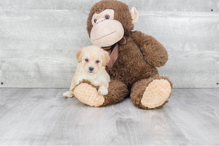 Sweet Maltipoo Baby
