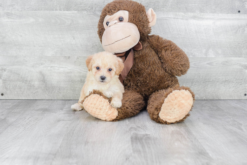 Sweet Maltipoo Baby